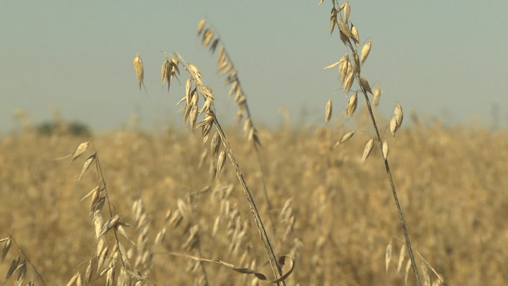 В области выросло число сельхозпредприятий, имеющих задолженность по налогам