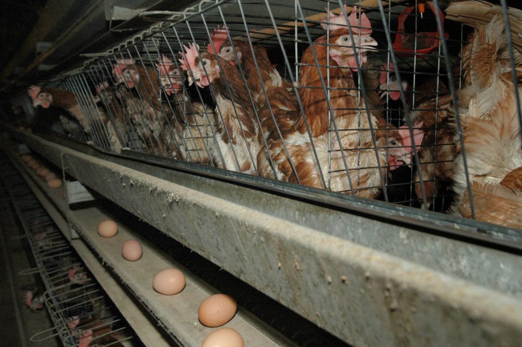 9% сельхозорганизаций области находятся в процедурах банкротства