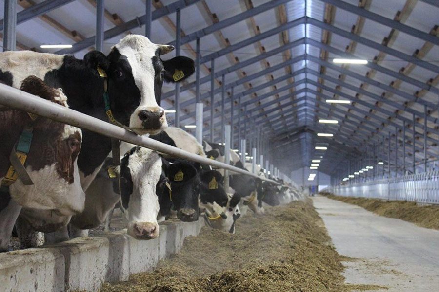 Россельхозбанк займет 19 млрд рублей на строительство молочного завода