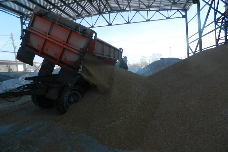 Цены на зерно в Новосибирске растут