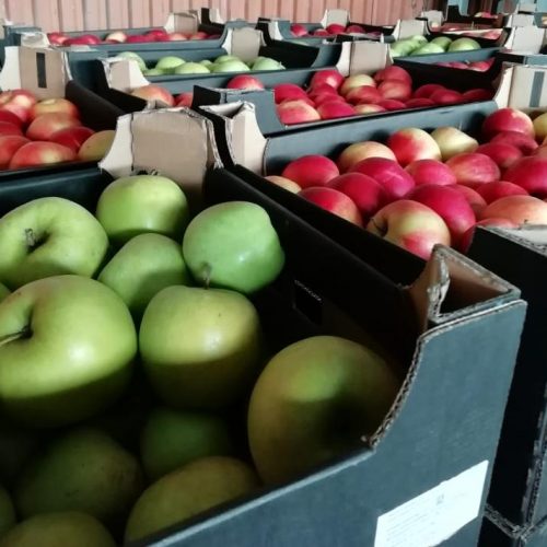 В Новосибирскую область пытались ввезти польские яблоки