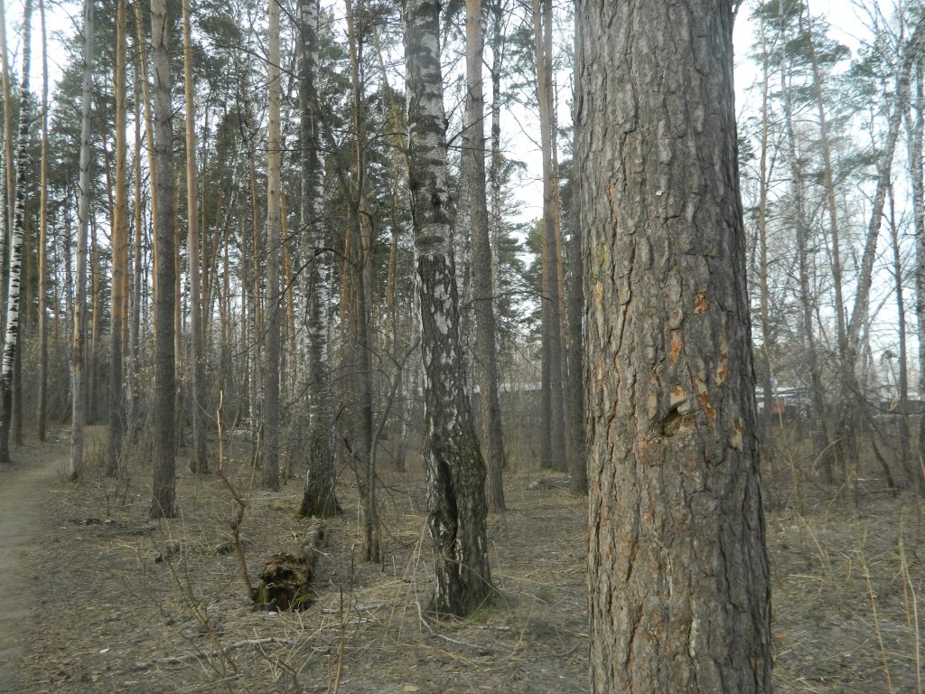 Лесхозам и частникам выравнивают условия игры