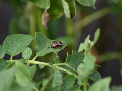 Учёные НГАУ работают над методами контроля численности колорадского жука