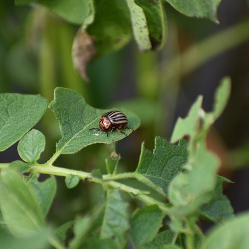 Учёные НГАУ работают над методами контроля численности колорадского жука