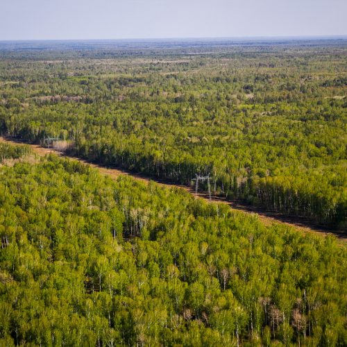 Лесной фонд Новосибирской области стал богаче на 20,8 тысяч гектаров