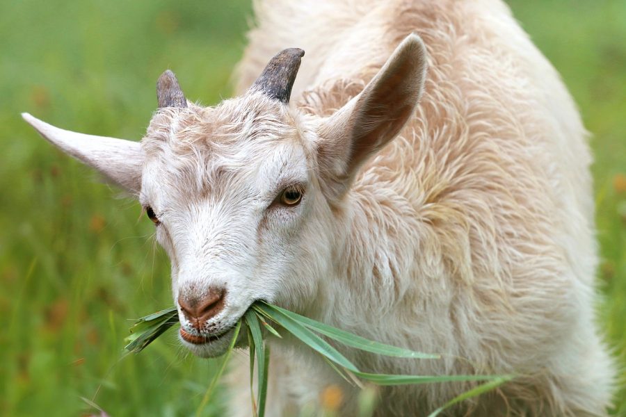 Поголовье овец и коз в Новосибирской области сокращается