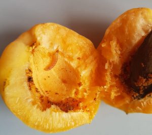 Более 39 тонн зараженных абрикосов обнаружены на складе временного хранения в Новосибирске