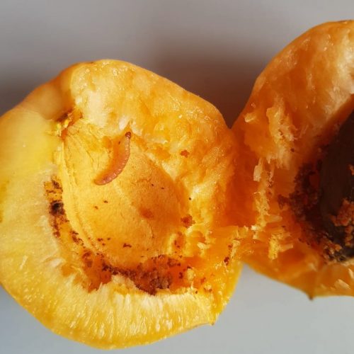 Более 39 тонн зараженных абрикосов обнаружены на складе временного хранения в Новосибирске
