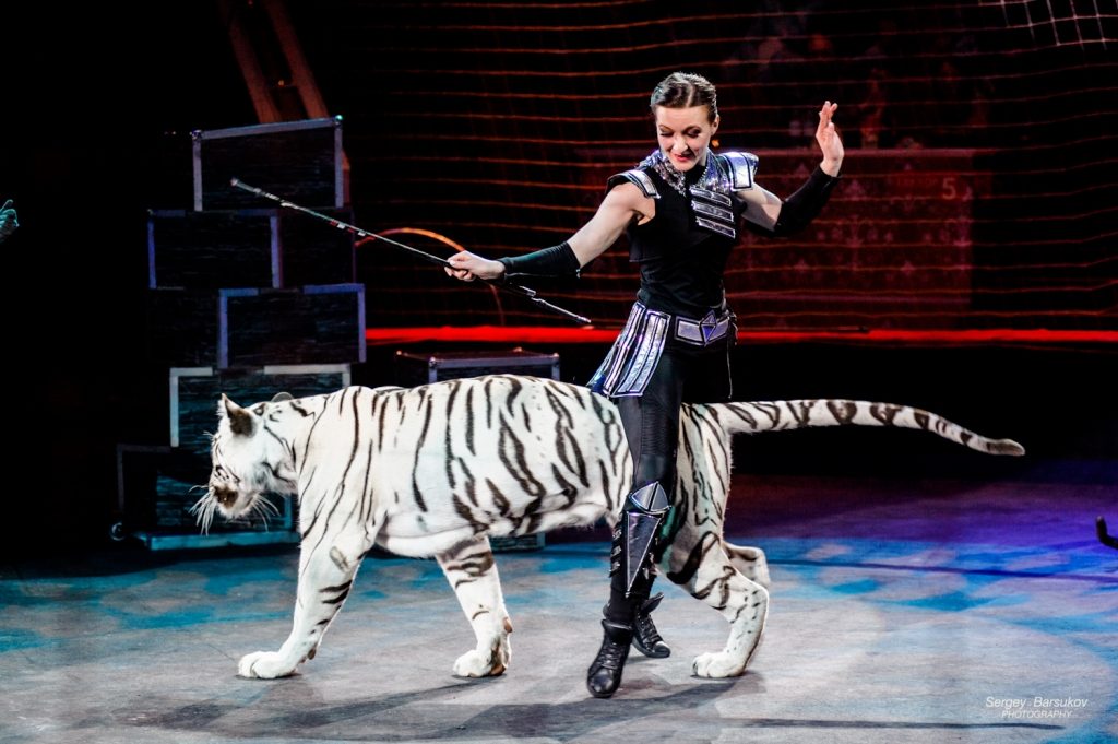 Цирк бенгальские тигры. Алиса Нестерова цирк. Цирк шоу белых тигров. Тигр в цирке Новосибирске.