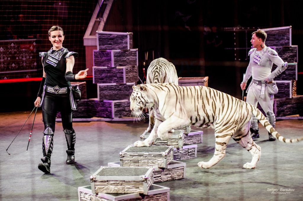 Цирк бенгальские тигры. «Тигры-шоу» Багдасаровы. Белые тигры в цирке Никулина. Никулинский цирк тигры. Тигр в цирке Новосибирске.