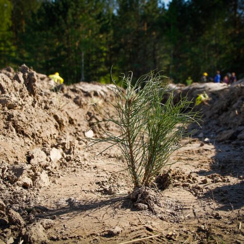 S7 Airlines завершила сбор средств на посадку одного миллиона деревьев в Сибири
