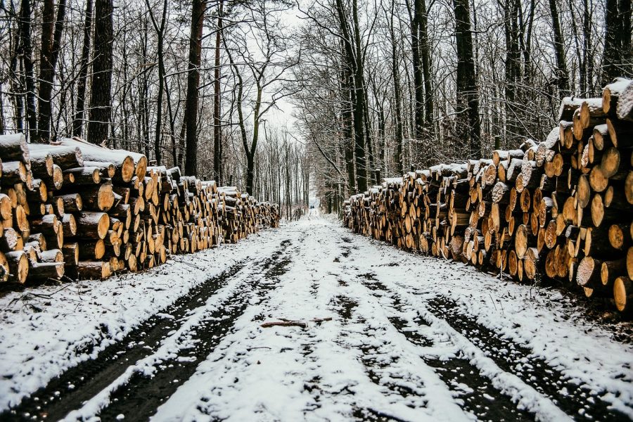 В Новосибирске направлено в суд уголовное дело о контрабанде леса на 257 млн рублей