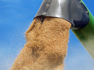 За первые две недели из Новосибирской области экспортировано почти 1,5 тыс тонн зерновой продукции
