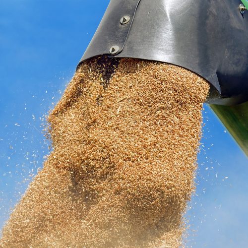 За первые две недели из Новосибирской области экспортировано почти 1,5 тыс тонн зерновой продукции
