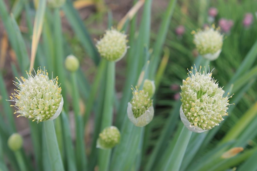 stamens