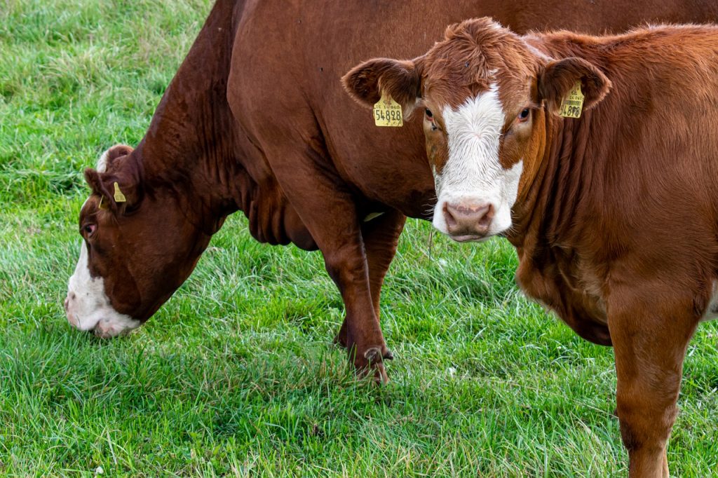 Область заинтересована в развитии мясного скотоводства