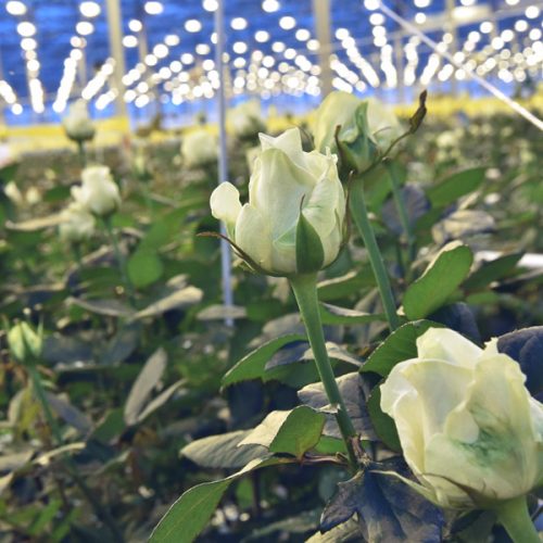 Семь миллионов роз в год будут выращивать в новосибирских теплицах