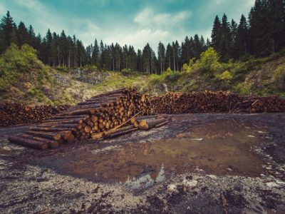 В Сибири в 2 раза выросло число уголовных дел по контрабанде леса