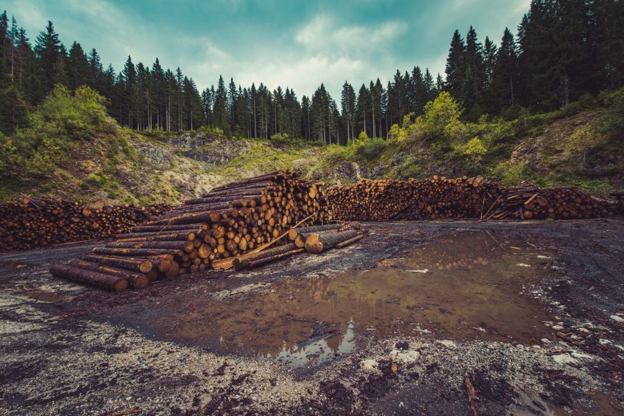 В Сибири в 2 раза выросло число уголовных дел по контрабанде леса