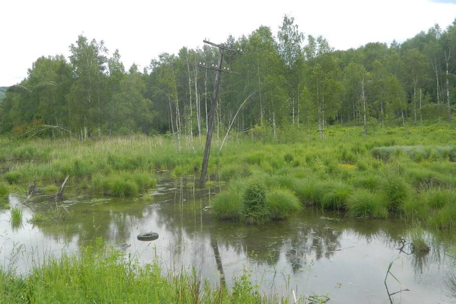 57 га лесов перешло в собственность Новосибирска в 2020 году