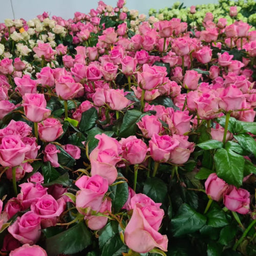 На прилавки цветочных магазинов поступит около полумиллиона новосибирских роз