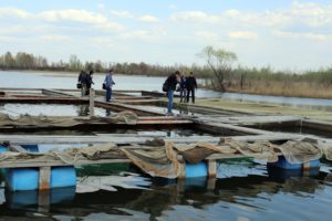 Новосибирские предприниматели вывели новый рыбный гибрид