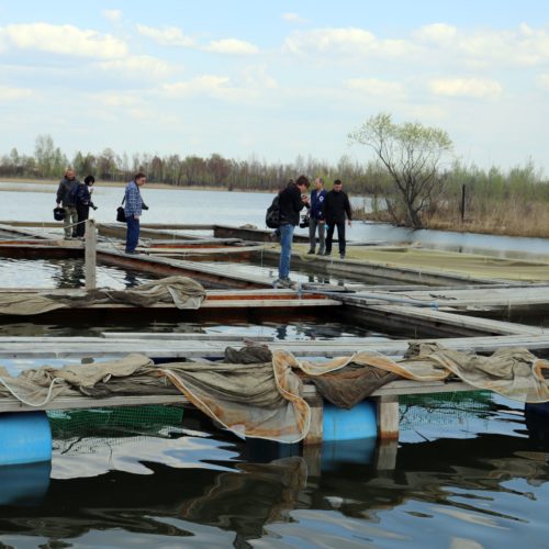 Новосибирские предприниматели вывели новый рыбный гибрид