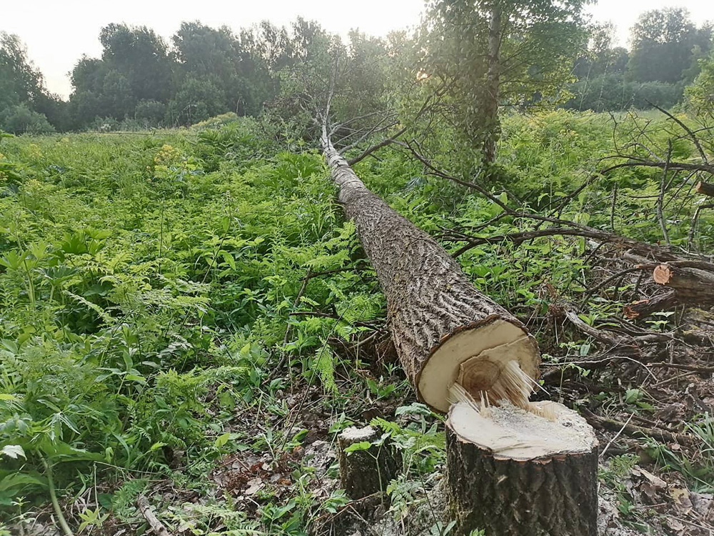 Безответственные лесорубы устроили «блэкаут» в 3 районах в Новосибирской области