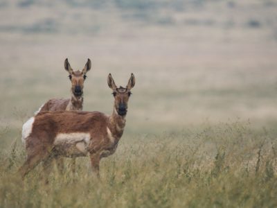 Новости Новосибирской области