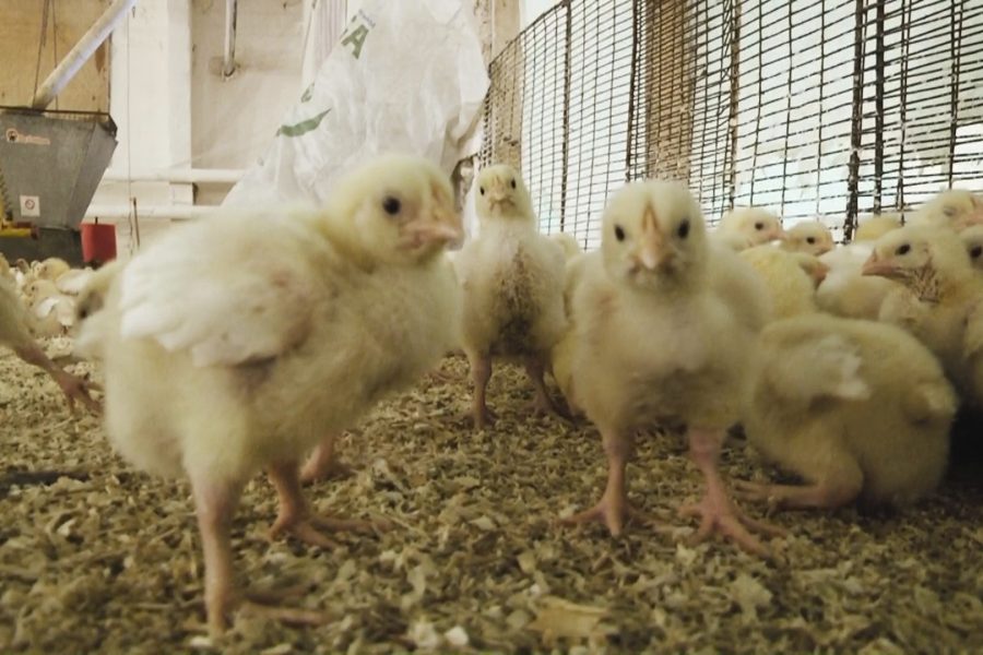 «Агропромхимия» отказалась от банкротства «Коченевской птицефабрики»