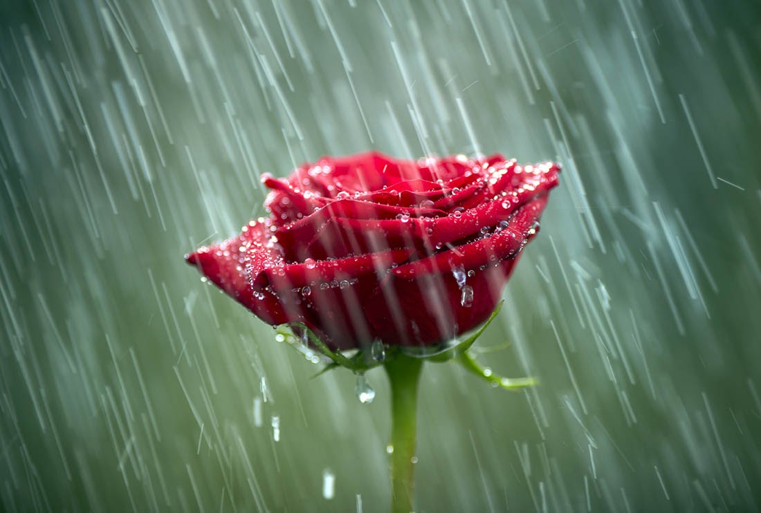 Роза под сильным дождем