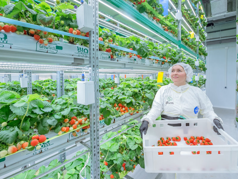 Новосибирская инновационная компания собрала первый урожай клубники