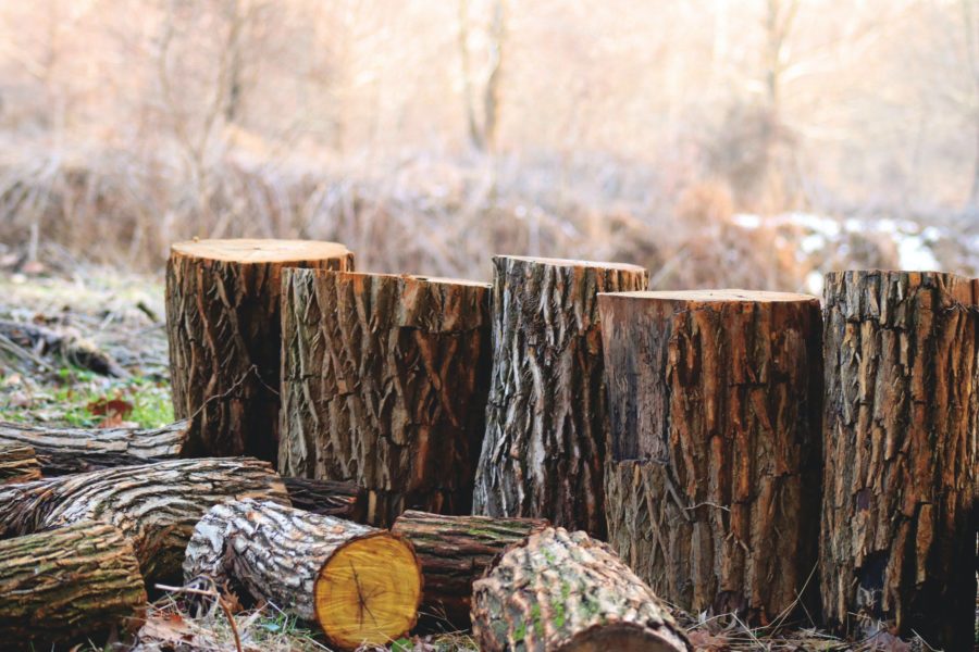 Финская UPM приостанавливает закупку древесины в России