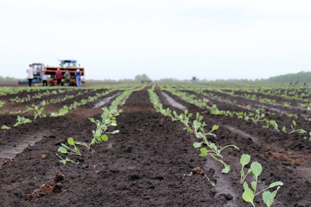 Дальнейшее увеличение собственного производства овощей в регионе уперлось в мелиорацию