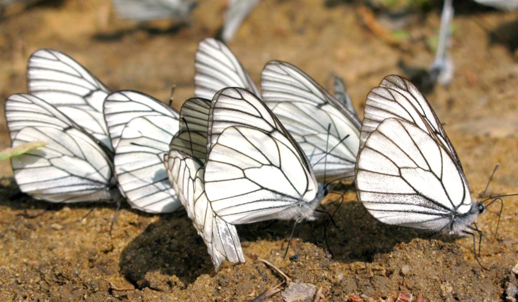 Новосибирские садоводы столкнулись с нашествием бабочек-боярышниц
