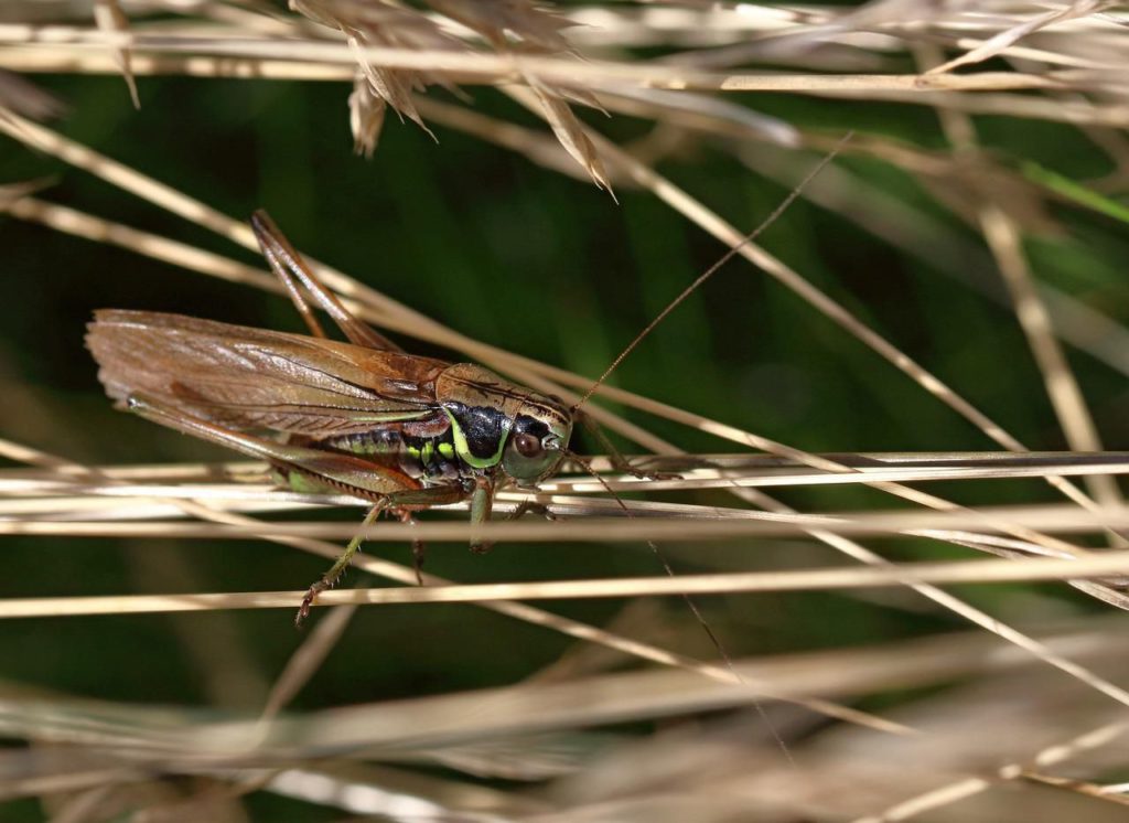 Продукты с пищевыми добавками из сверчков предложили производить в России в рамках импортозамещения