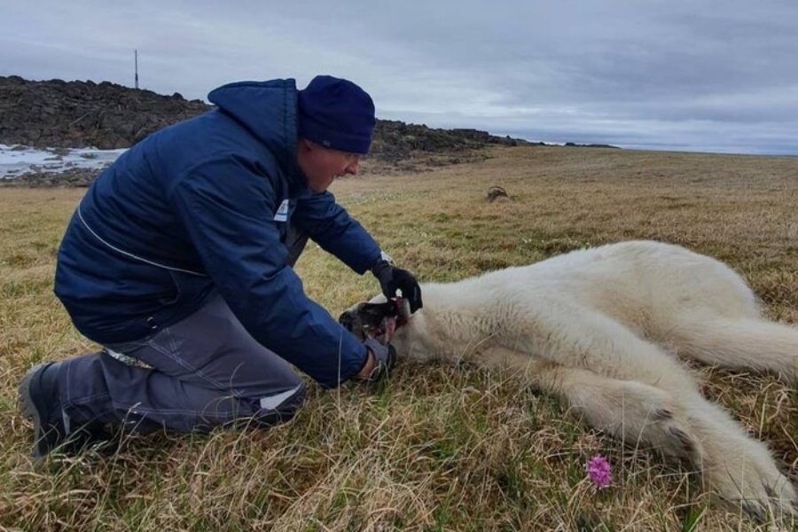 На острове Диксон спасли белого медведя, у которого во рту застряла жестяная банка