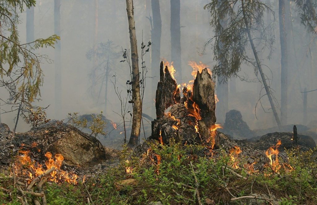 Новосибирские боры ― самые уязвимые для лесных пожаров