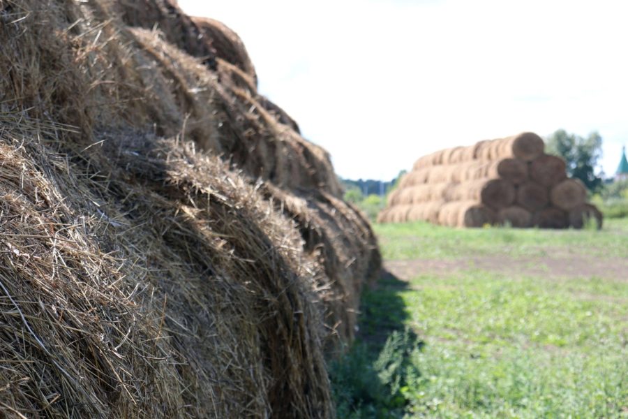 Часть хозяйств Алтайского края заявили о существенной потере урожая