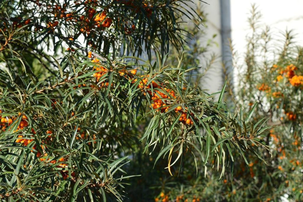 Лунный календарь огородника и садовода на сентябрь 2022