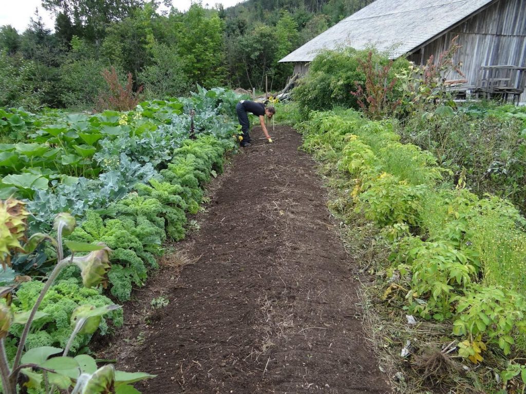 Лунный календарь огородника и садовода на сентябрь 2022 