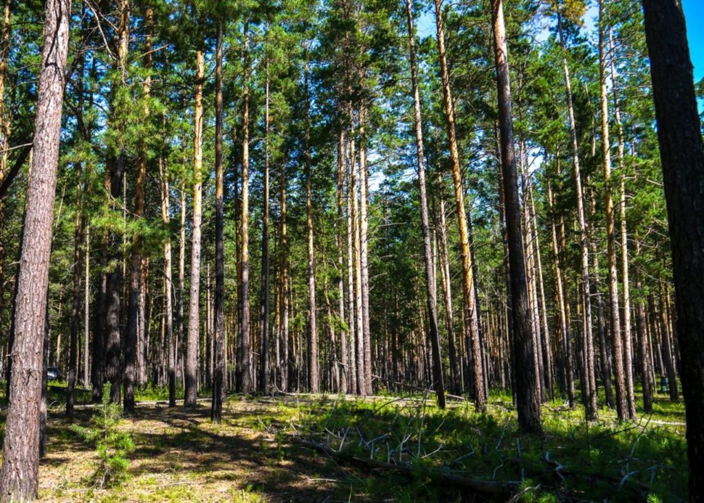 В Новосибирской области готовят список новых особо охраняемых природных территорий