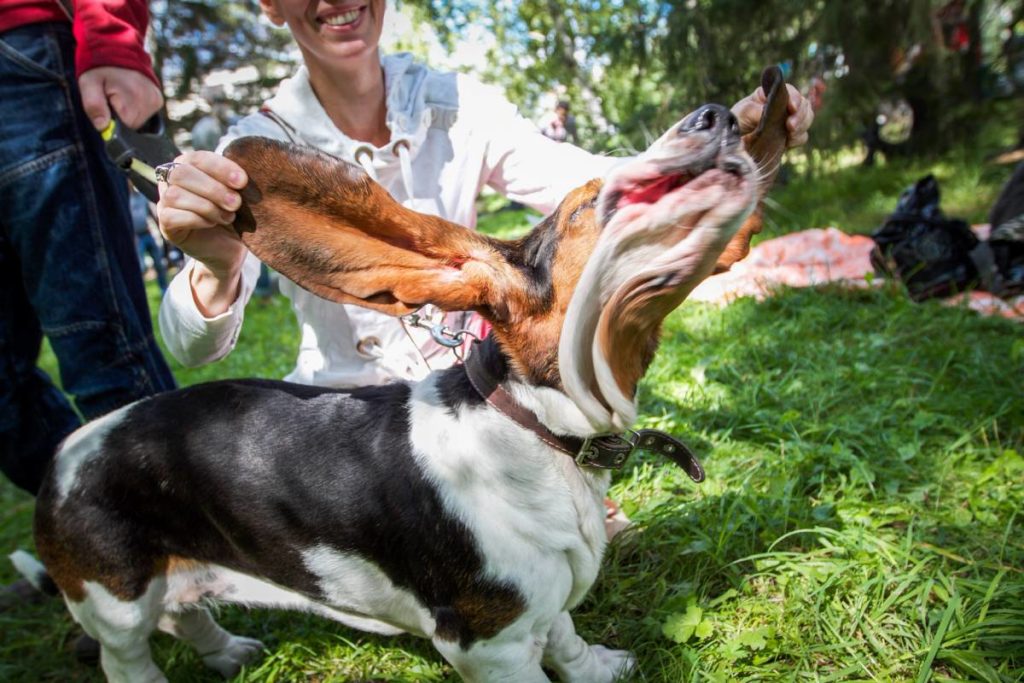 Домашние животные станут общедомовой проблемой многоквартирников