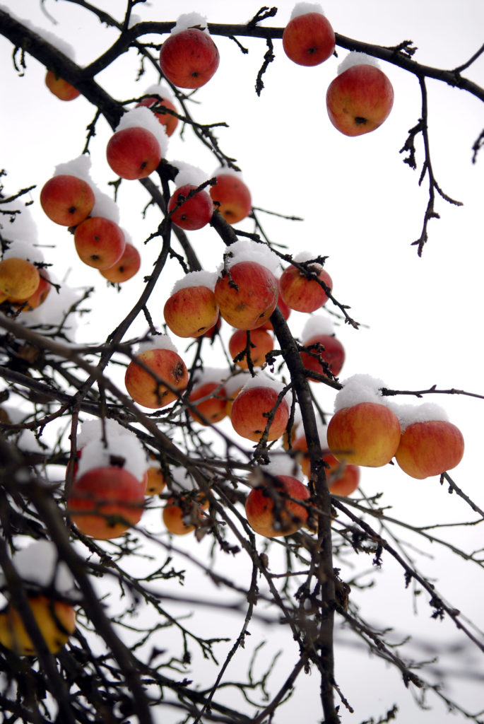 Основные работы в саду осенью. Подготовка к зиме