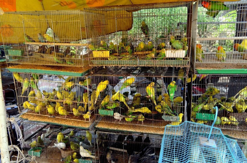 Торговля животными в зоомагазинах и на птичьих рынках будет считаться незаконной