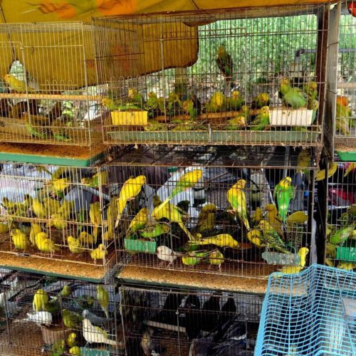 Торговля животными в зоомагазинах и на птичьих рынках