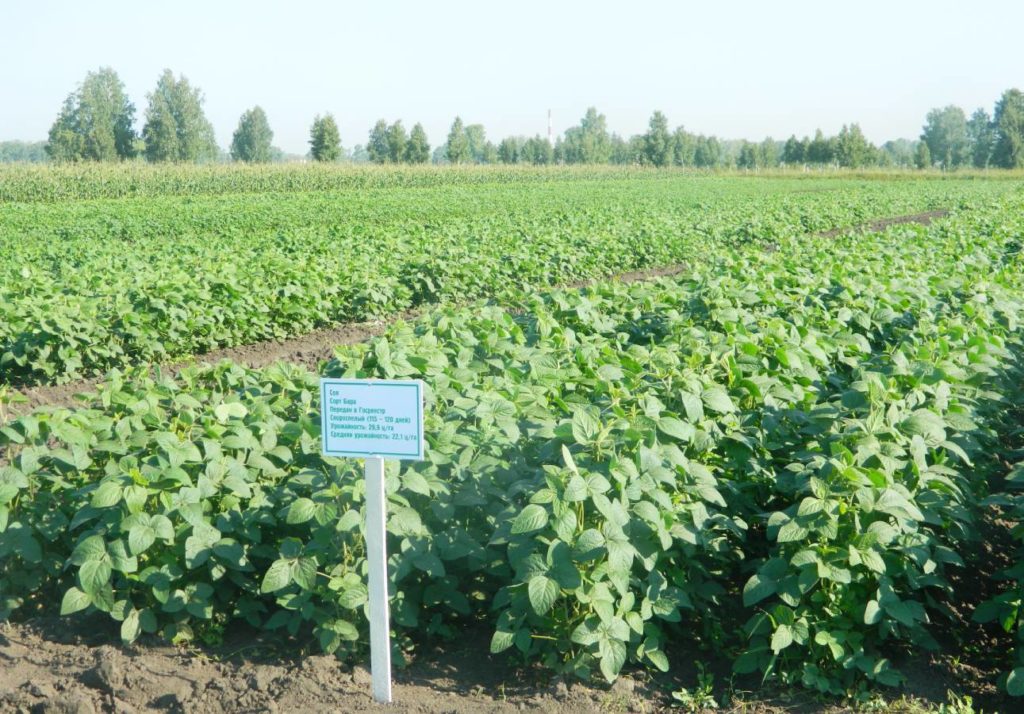 В Новосибирской области появится агробиотехнопарк