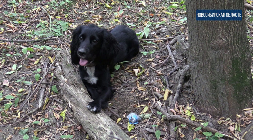 На дачах под Новосибирском ликвидирована лаборатория по производству мефедрона