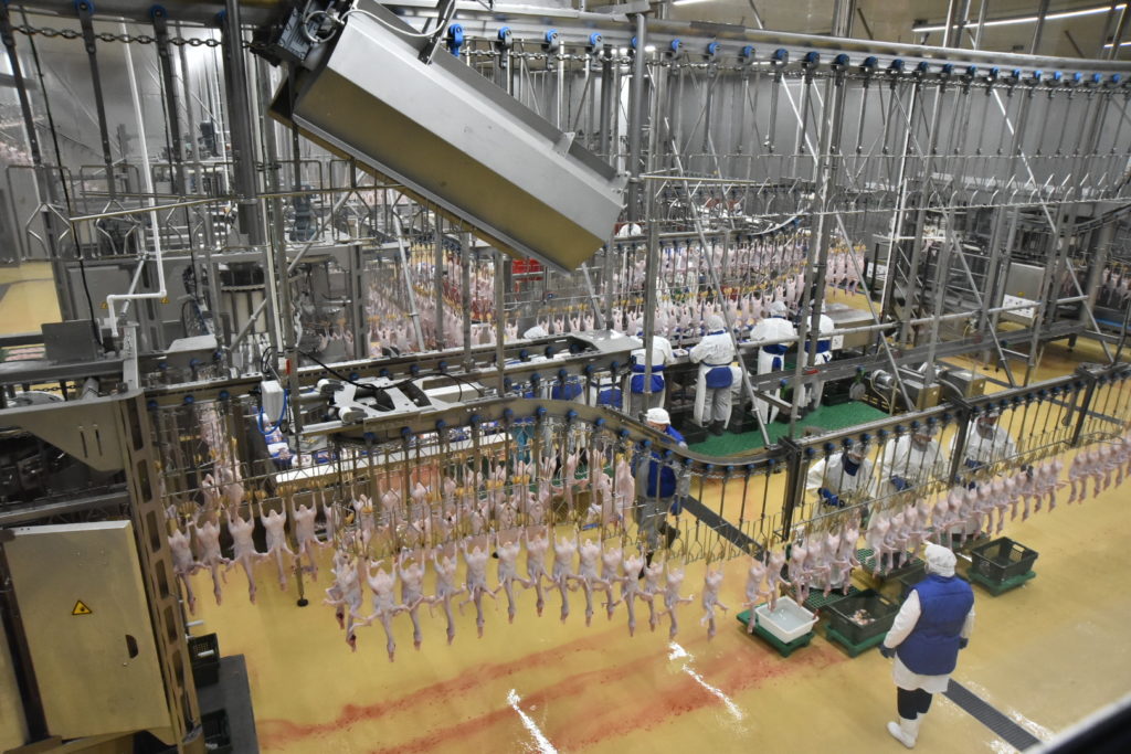 Улыбинская птицефабрика планирует вывести собственную породу пекинской утки