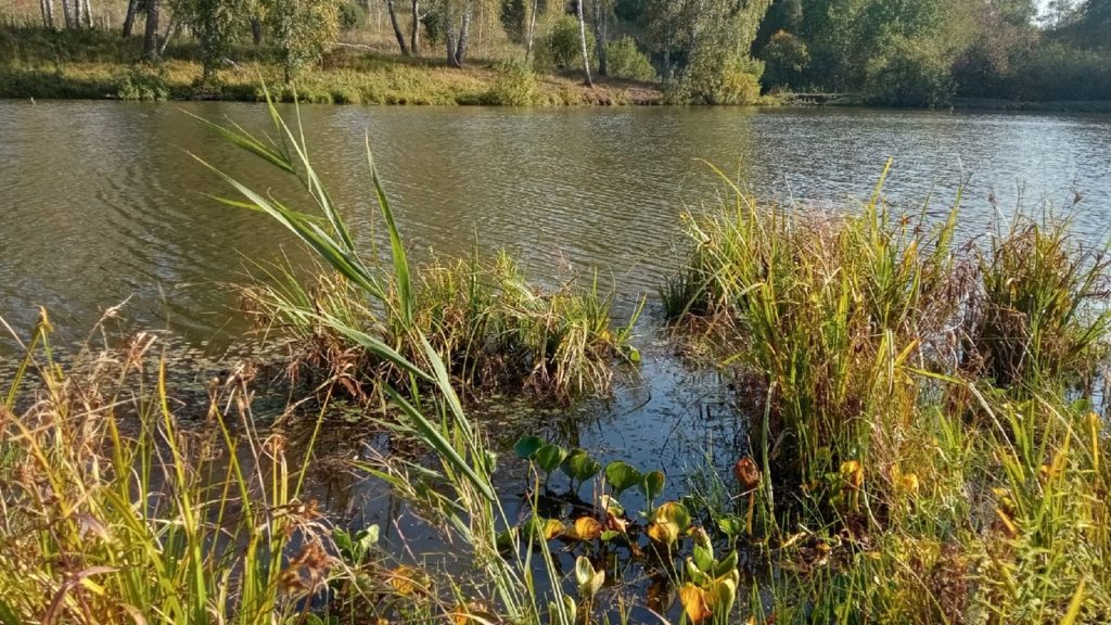 За умышленное уничтожение краснокнижных растений — уголовное наказание